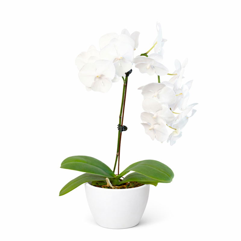 Load image into Gallery viewer, Orchid 'White Phalaenopsis'
