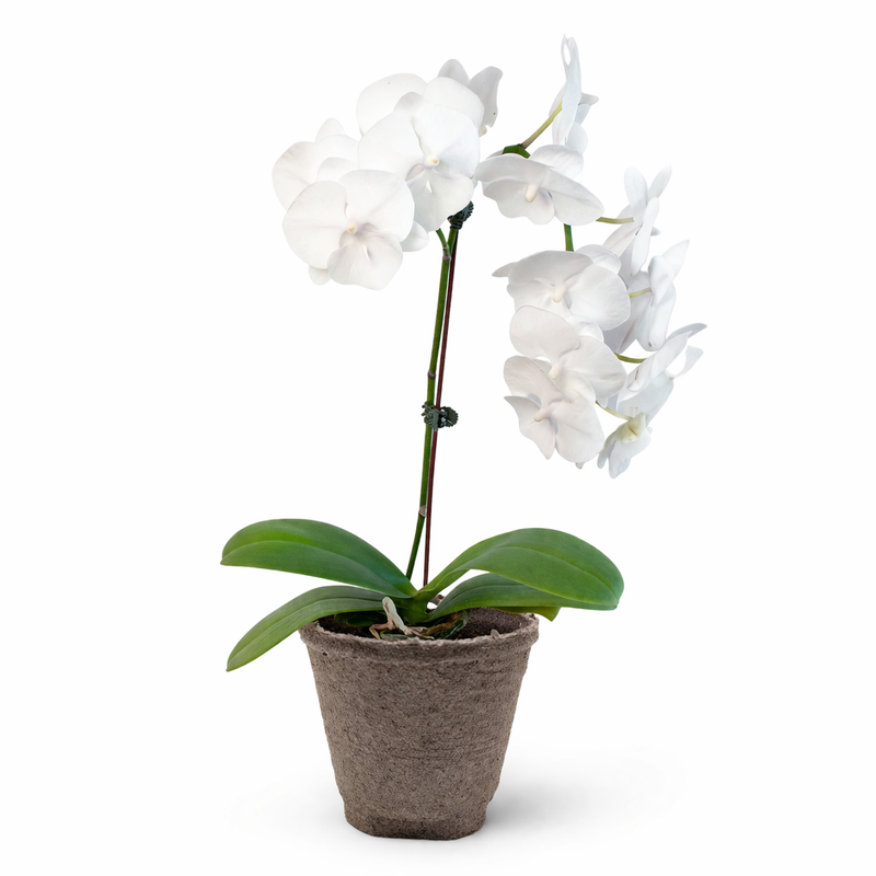 Load image into Gallery viewer, Orchid 'White Phalaenopsis'
