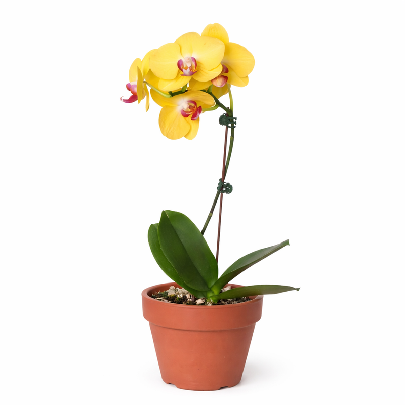 Load image into Gallery viewer, Orchid 'Yellow Phalaenopsis'
