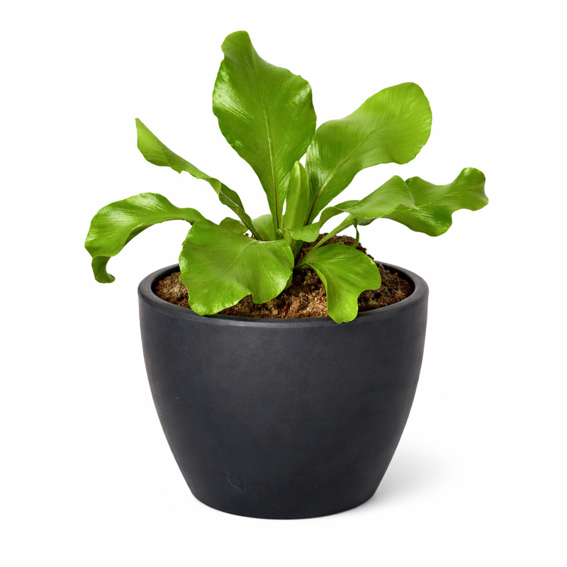 Load image into Gallery viewer, Bird's Nest 'Nidus' Fern
