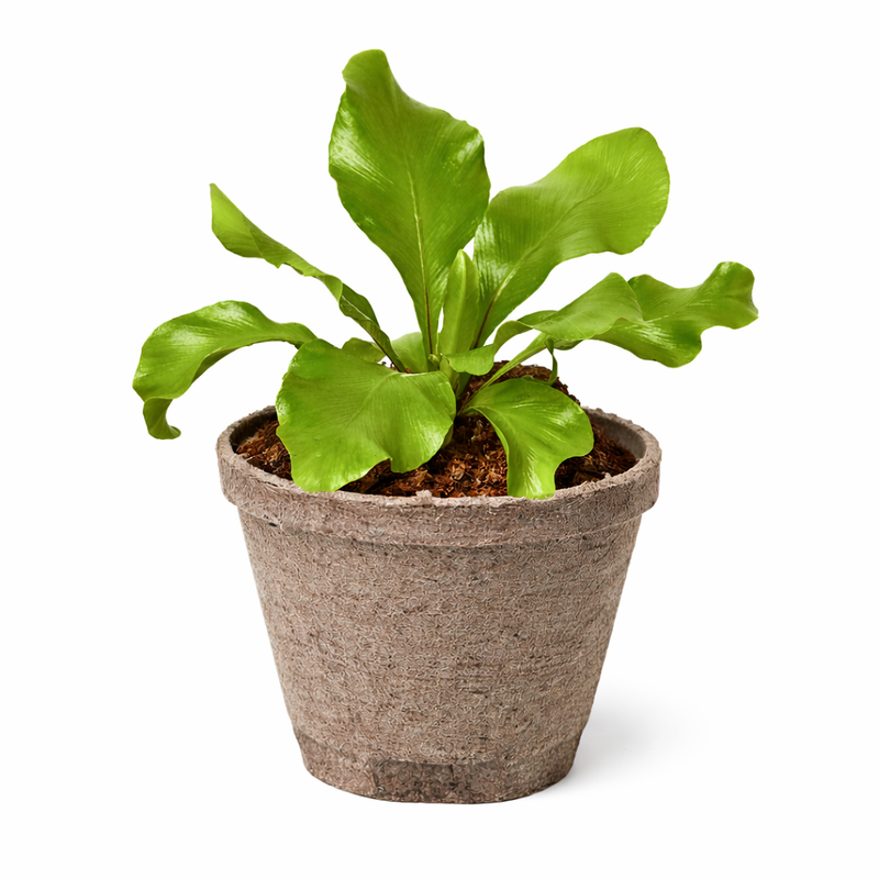 Load image into Gallery viewer, Bird's Nest 'Nidus' Fern
