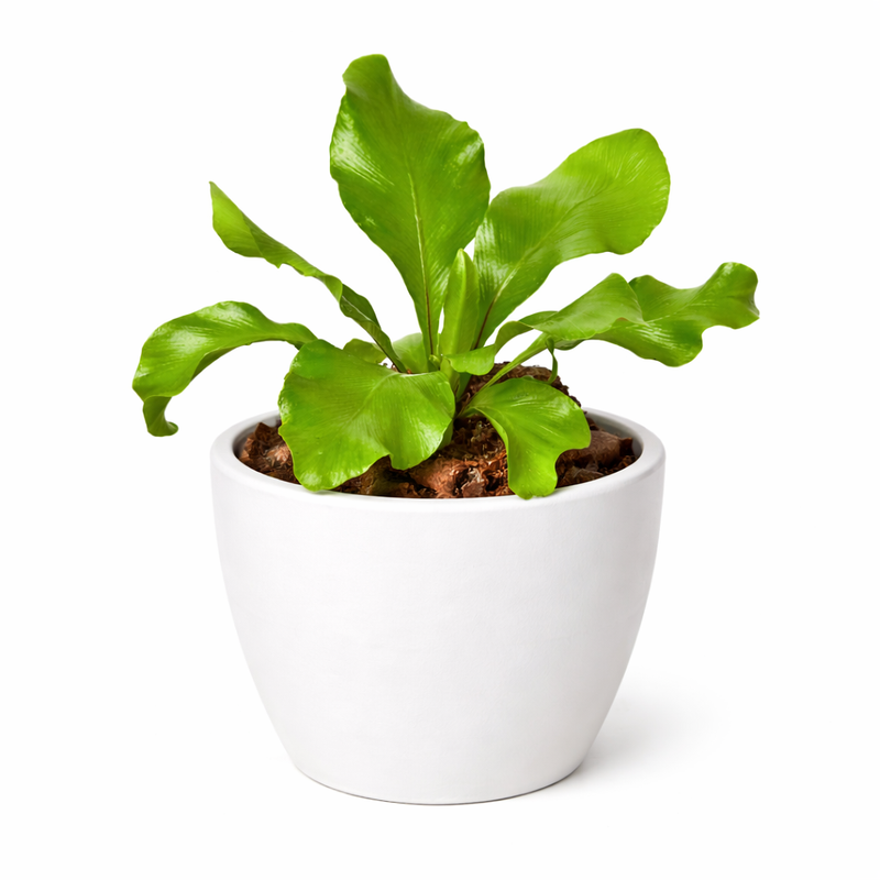 Load image into Gallery viewer, Bird's Nest 'Nidus' Fern
