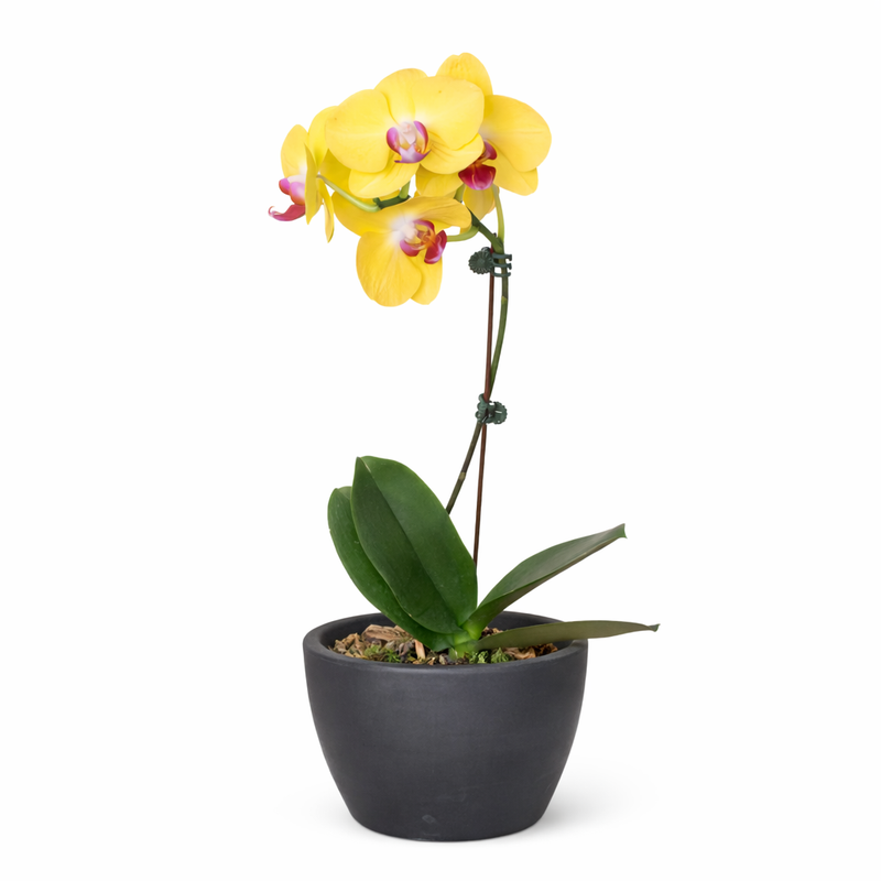 Load image into Gallery viewer, Orchid 'Yellow Phalaenopsis'
