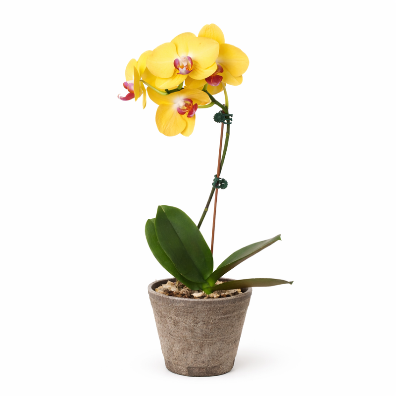 Load image into Gallery viewer, Orchid 'Yellow Phalaenopsis'
