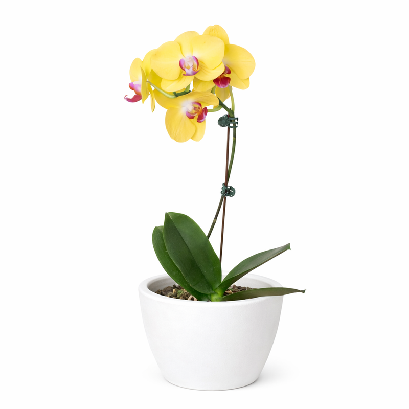 Load image into Gallery viewer, Orchid 'Yellow Phalaenopsis'
