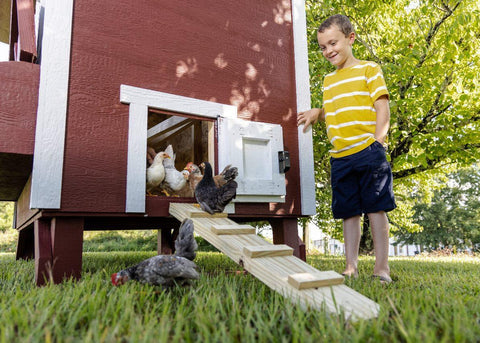 Large Chicken Coop - Up to 15 Chickens, additional product view 2