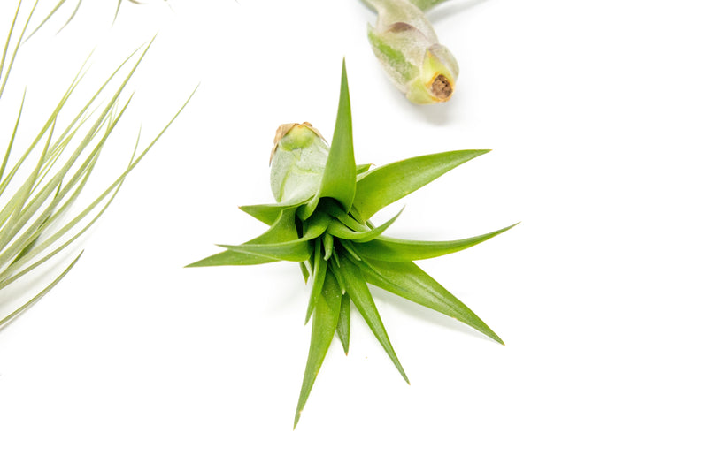 Load image into Gallery viewer, SALE - The Inca Collection of Tillandsia Air Plants - Sets of 9 or 18 - 30% Off
