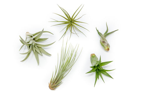SALE - The Elegant Collection of Tillandsia Air Plants - Set of 10, 20, or 30 - 60% Off, additional product view 2