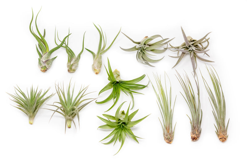 Load image into Gallery viewer, SALE - The Elegant Collection of Tillandsia Air Plants - Set of 10, 20, or 30 - 60% Off
