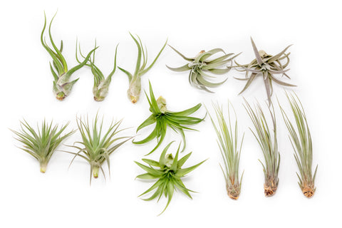 Elegant Collection of Tillandsia Air Plants