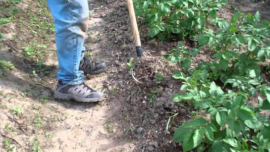 CobraHead Long Handle Weeder & Cultivator Garden Tool