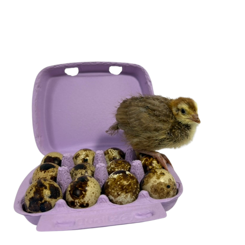 Dozen jumbo Coturnix quail hatching eggs in assorted natural colors.