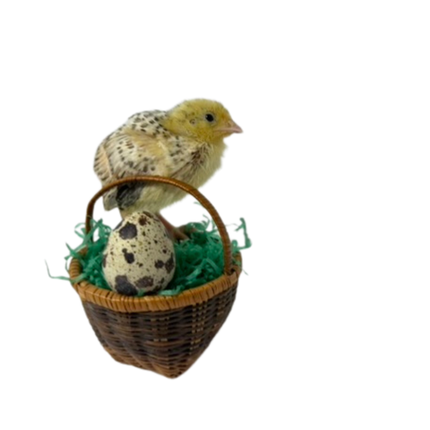 Color Mix Quail Jumbo Hatching Eggs - Hens Choice fun colors, additional product view 2
