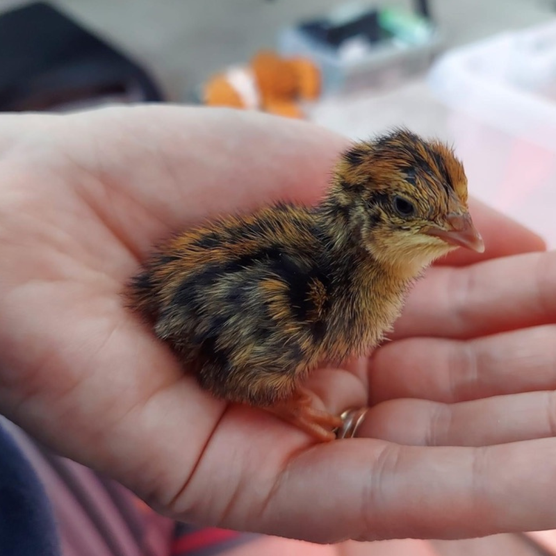 Load image into Gallery viewer, Color Mix Quail Jumbo Hatching Eggs - Hens Choice fun colors
