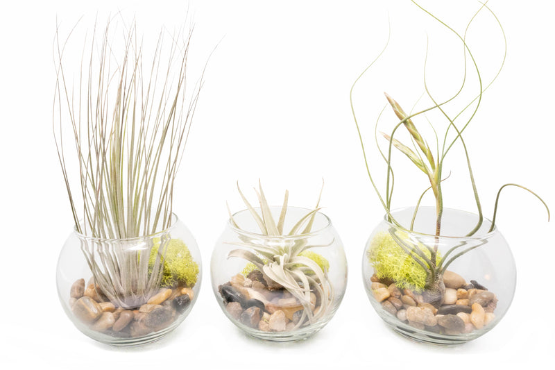 Load image into Gallery viewer, Complete Bubble Trio Terrariums with Tillandsia Juncea, Butzii, and Harrisii Air Plants
