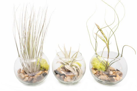 Complete bubble trio terrariums with Tillandsia air plants