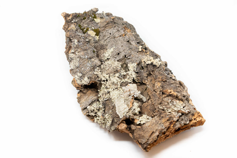 Load image into Gallery viewer, Natural Cork Bark Displays &amp; Waterproof Glue - Create a Unique Vertical Garden Display!
