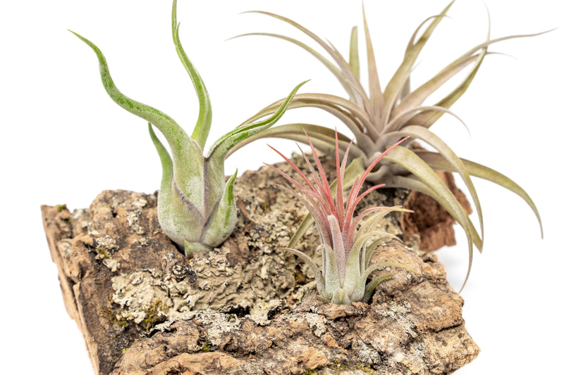 Load image into Gallery viewer, Medium Tabletop Cork Bark Display with 3 Tillandsia Air Plants
