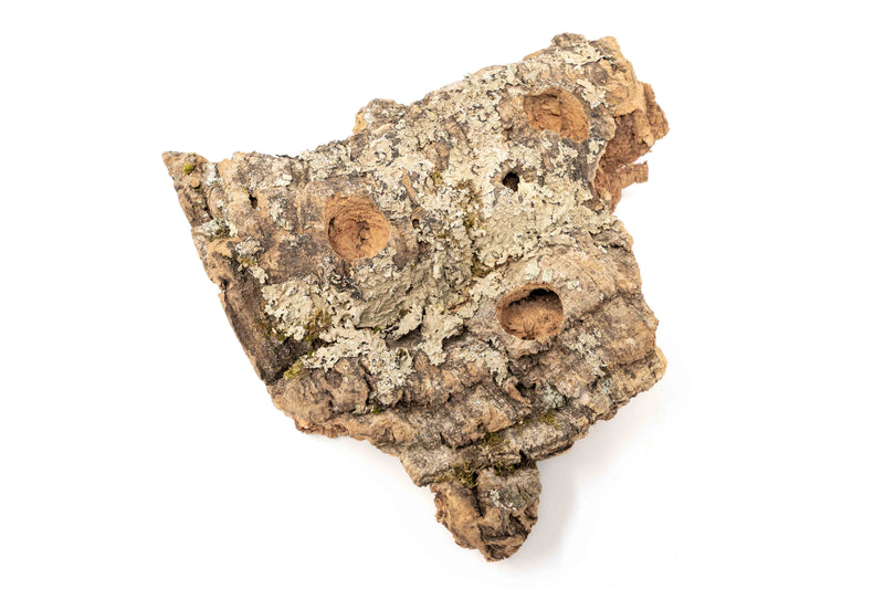 Load image into Gallery viewer, Medium Tabletop Cork Bark Display with 3 Tillandsia Air Plants

