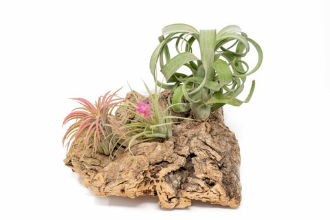 Tabletop Cork Bark Display with 3 Plants