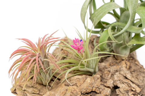 Medium Tabletop Cork Bark Display with 3 Tillandsia Air Plants, additional product view 2