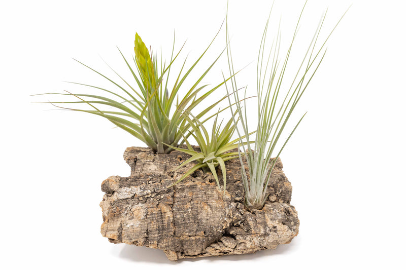 Load image into Gallery viewer, Medium Tabletop Cork Bark Display with 3 Tillandsia Air Plants
