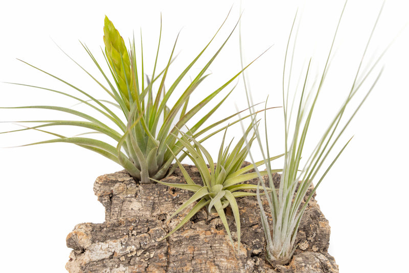 Load image into Gallery viewer, Medium Tabletop Cork Bark Display with 3 Tillandsia Air Plants
