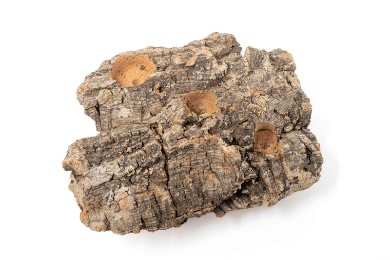 Load image into Gallery viewer, Medium Tabletop Cork Bark Display with 3 Tillandsia Air Plants
