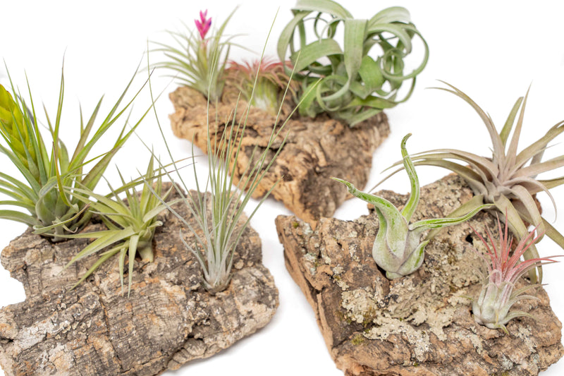 Load image into Gallery viewer, Medium Tabletop Cork Bark Display with 3 Tillandsia Air Plants
