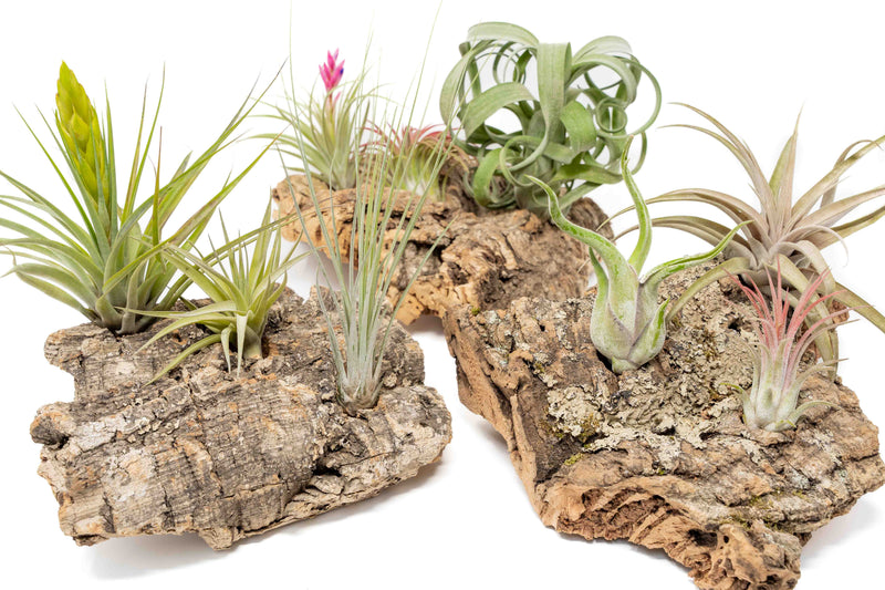Load image into Gallery viewer, Medium Tabletop Cork Bark Display with 3 Tillandsia Air Plants
