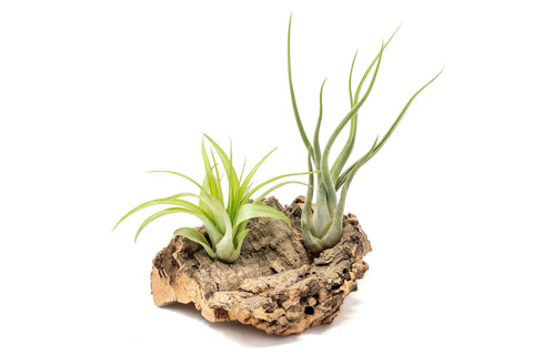 Small Cork Bark Display with 2 Air Plants