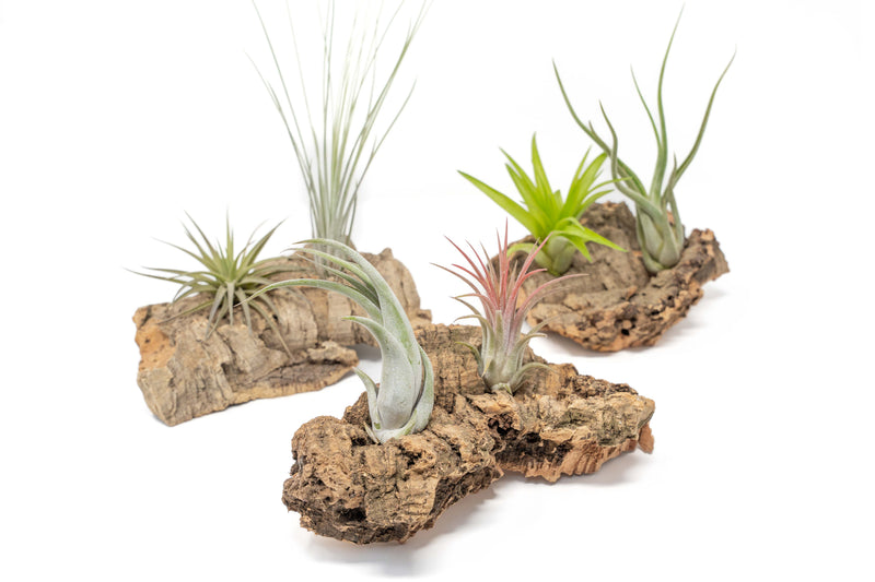 Load image into Gallery viewer, Small Tabletop Cork Bark Display with 2 Tillandsia Air Plants
