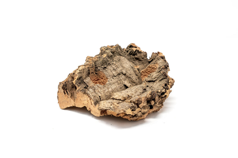 Load image into Gallery viewer, Small Tabletop Cork Bark Display with 2 Tillandsia Air Plants

