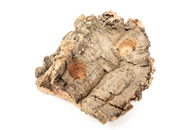 Load image into Gallery viewer, Small Tabletop Cork Bark Display with 2 Tillandsia Air Plants

