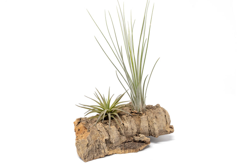 Load image into Gallery viewer, Small Tabletop Cork Bark Display with 2 Tillandsia Air Plants
