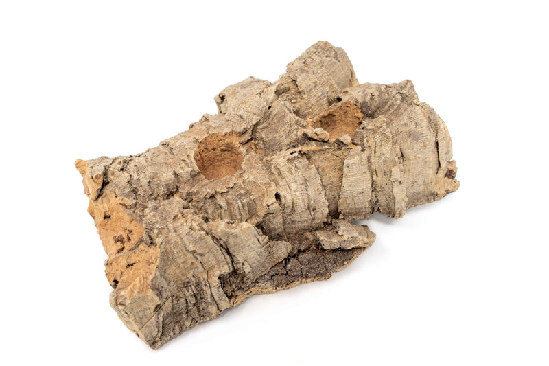 Load image into Gallery viewer, Small Tabletop Cork Bark Display with 2 Tillandsia Air Plants
