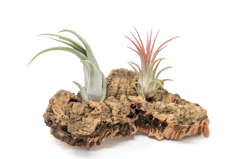 Small Tabletop Cork Bark Display with 2 Tillandsia Air Plants, additional product view 2