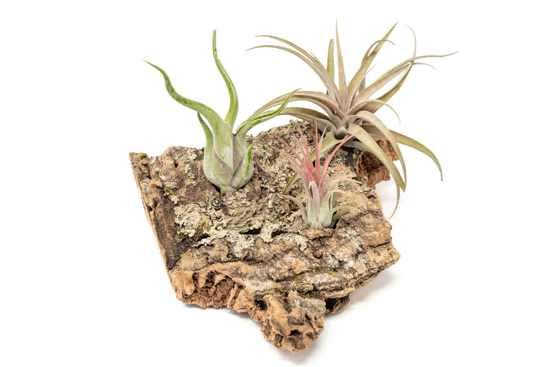Load image into Gallery viewer, Medium Tabletop Cork Bark Display with 3 Tillandsia Air Plants
