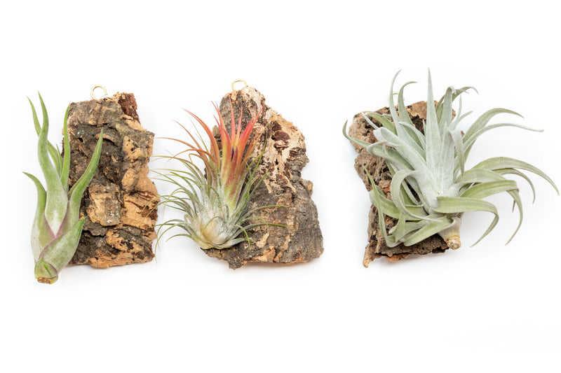 Load image into Gallery viewer, Cork Bark Chunk Display with Assorted Tillandsia Air Plant - Approximately 2 x 4 Inches
