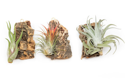 Cork Bark Chunk Display with Assorted Tillandsia Air Plant - Approximately 2 x 4 Inches, additional product view 2