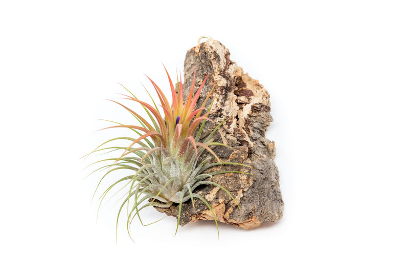 Load image into Gallery viewer, Cork Bark Chunk Display with Assorted Tillandsia Air Plant - Approximately 2 x 4 Inches
