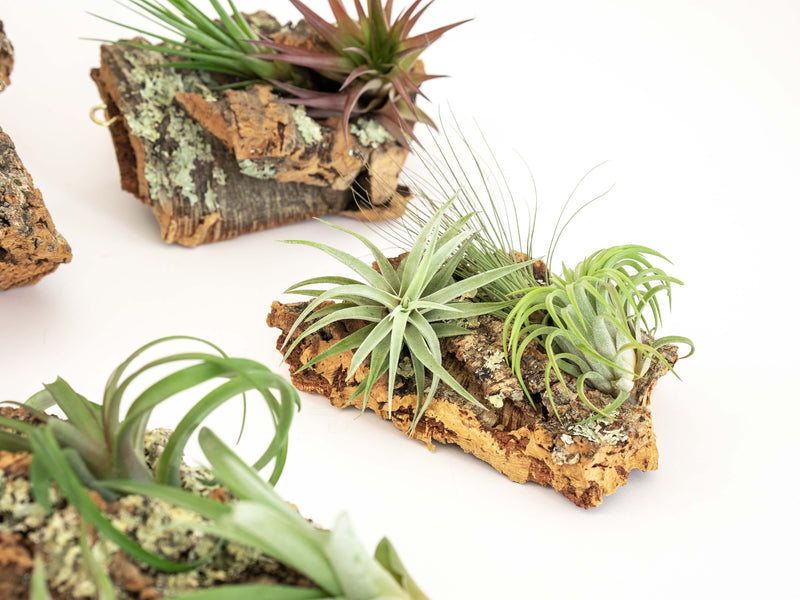 Load image into Gallery viewer, Medium Cork Bark Display with 4 Tillandsia Air Plants &amp; Waterproof Glue -  Approximately 7 X 9 Inches
