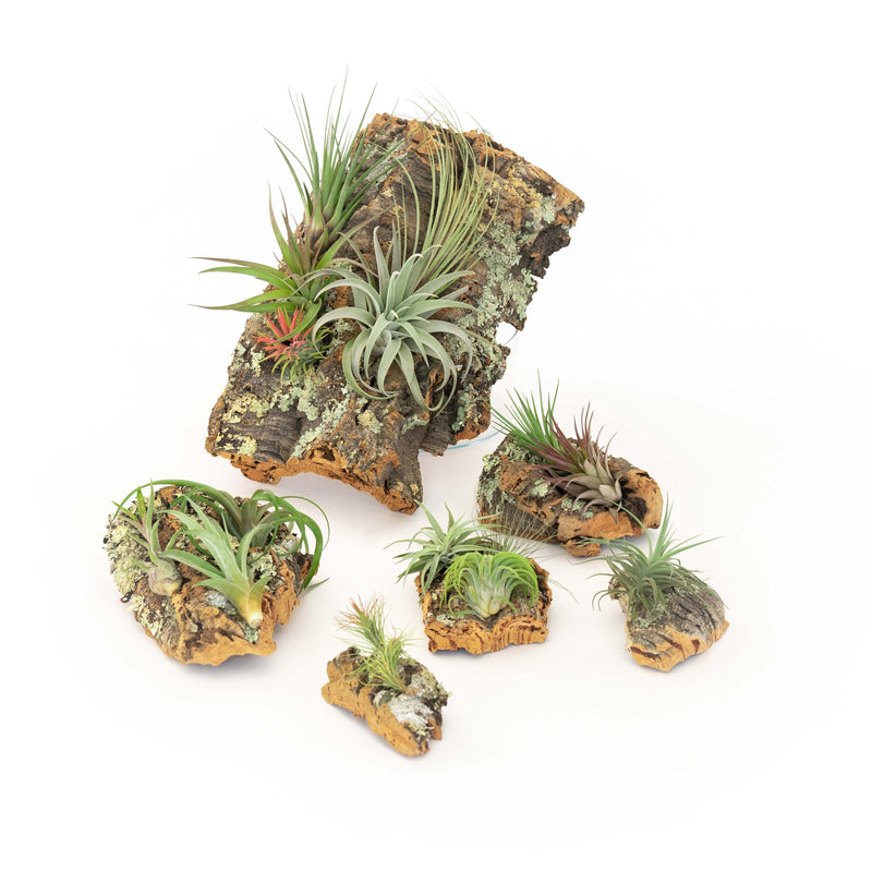 Load image into Gallery viewer, Medium Cork Bark Display with 4 Tillandsia Air Plants &amp; Waterproof Glue -  Approximately 7 X 9 Inches
