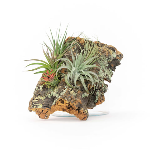 Large Cork Bark Display with 5 Tillandsia Air Plants & Waterproof Glue - About 10 X 16 Inches, additional product view 2