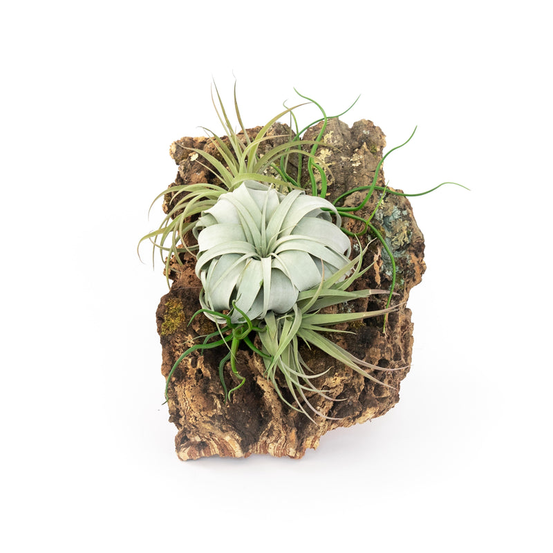 Load image into Gallery viewer, Large Cork Bark Display with 5 Tillandsia Air Plants &amp; Waterproof Glue - About 10 X 16 Inches
