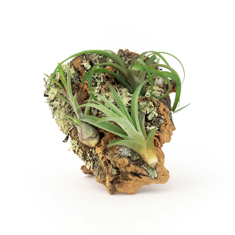Load image into Gallery viewer, Medium Cork Bark Display with 4 Tillandsia Air Plants &amp; Waterproof Glue -  Approximately 7 X 9 Inches
