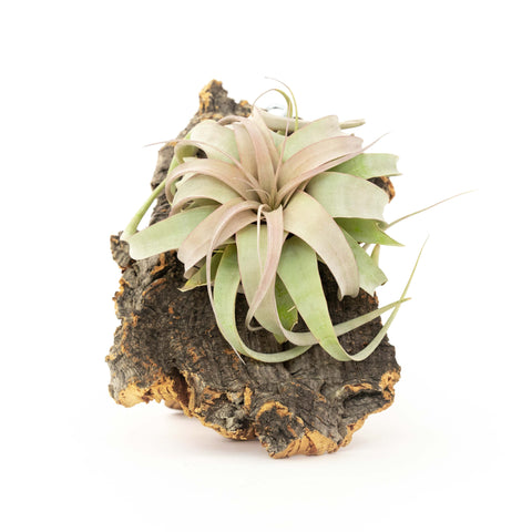 Cork Bark Display with Mini Xerographica