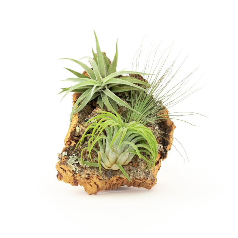 Load image into Gallery viewer, Medium Cork Bark Display with 4 Tillandsia Air Plants &amp; Waterproof Glue -  Approximately 7 X 9 Inches
