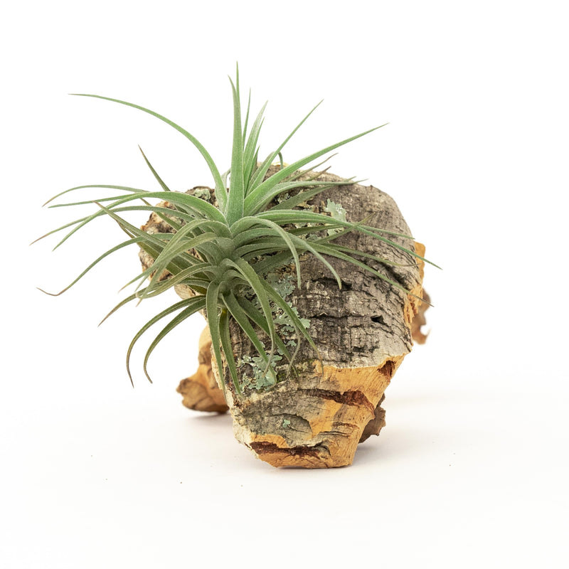 Load image into Gallery viewer, Cork Bark Chunk Display with Assorted Tillandsia Air Plant - Approximately 2 x 4 Inches
