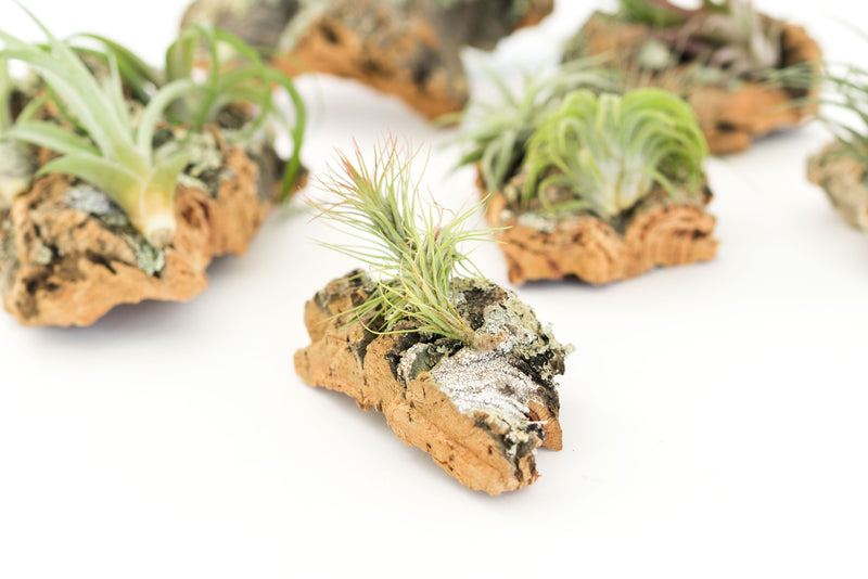Load image into Gallery viewer, Medium Cork Bark Display with 4 Tillandsia Air Plants &amp; Waterproof Glue -  Approximately 7 X 9 Inches
